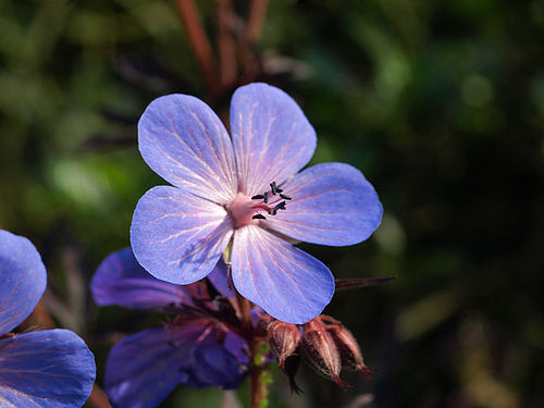 Geranium himalayense